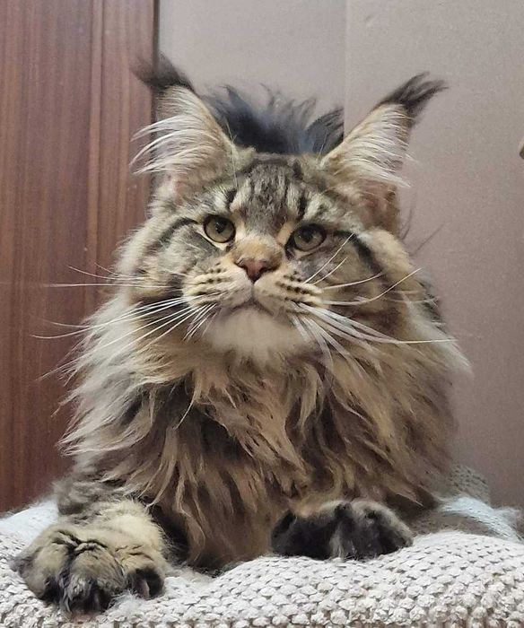 Kocurek maine coon