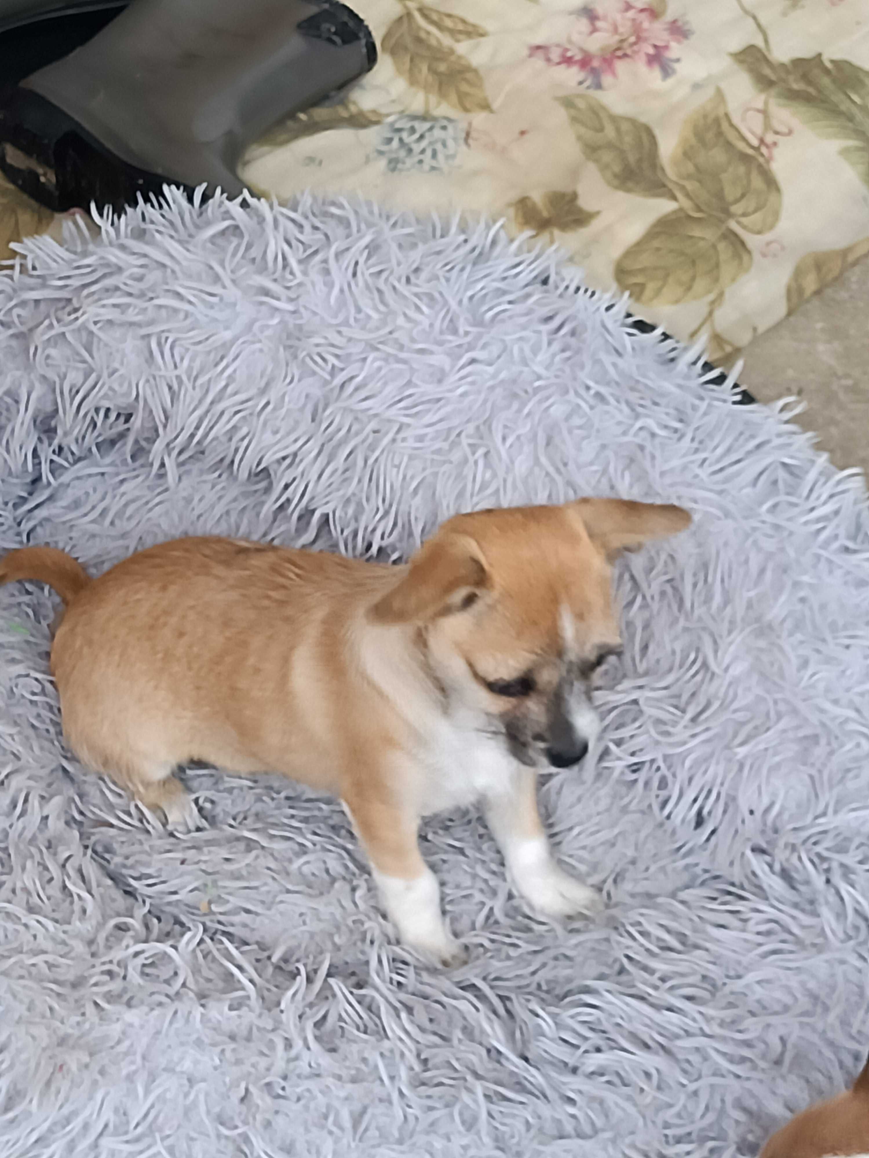 Chihuahua -mini suczka