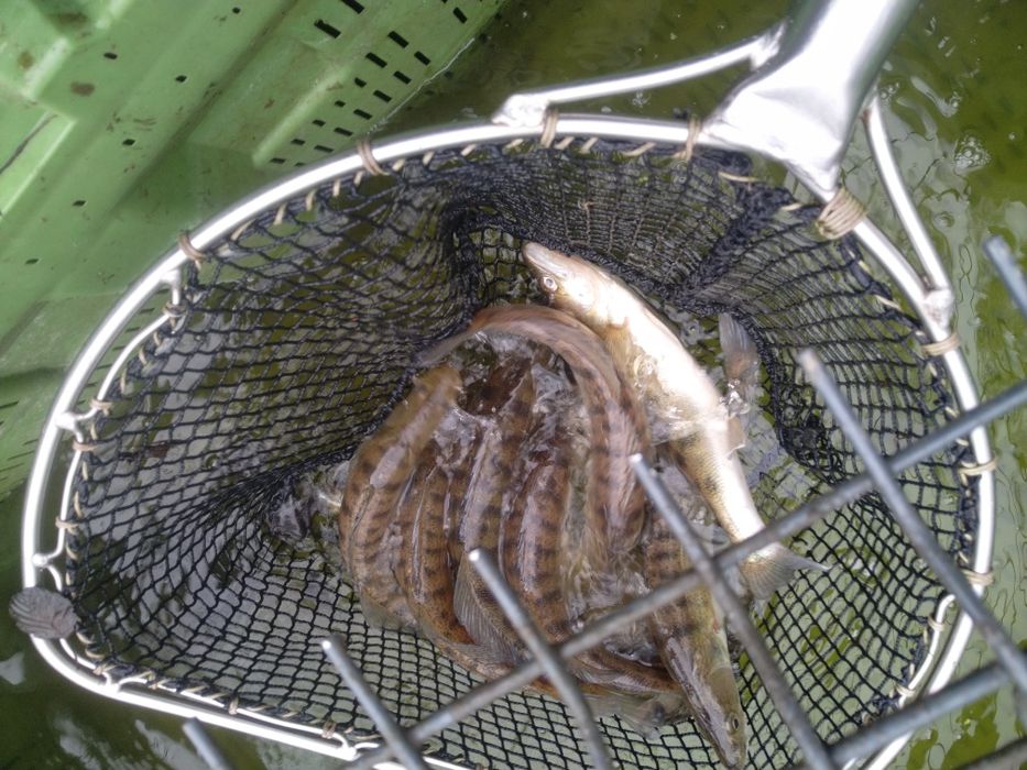 Karp narybek kroczek DOSTĘPNY