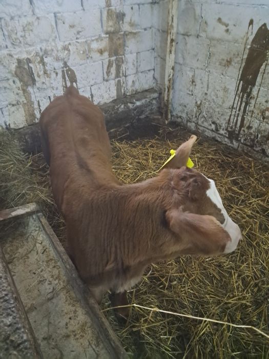 Jałóweczka Jałóweczka