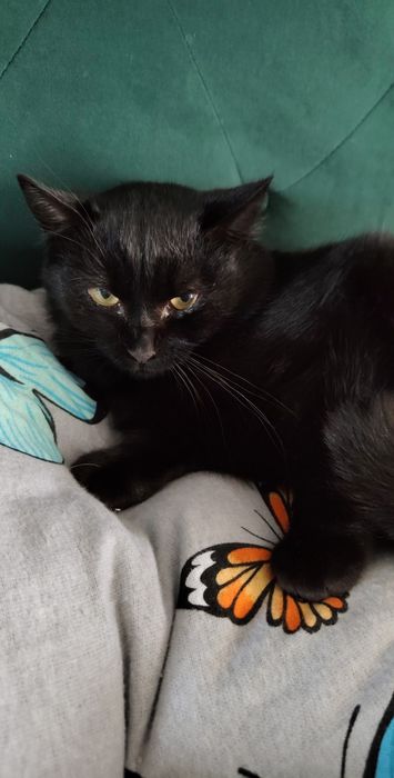 Oddam małego  kotka