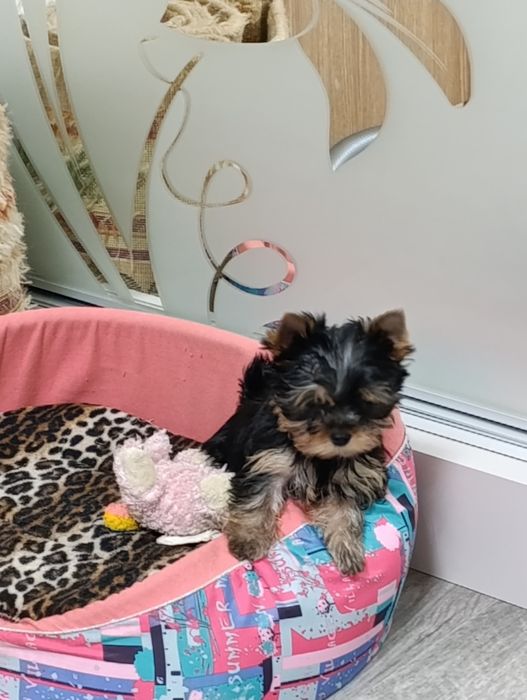 Продаю щенков йоркширского терьера.