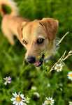 Luluś – rudy przystojniak szuka domu! Adopcja