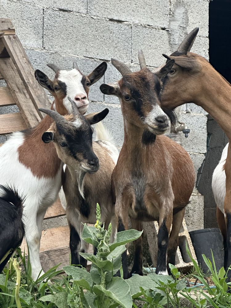 Cabras anas femeas - cheias