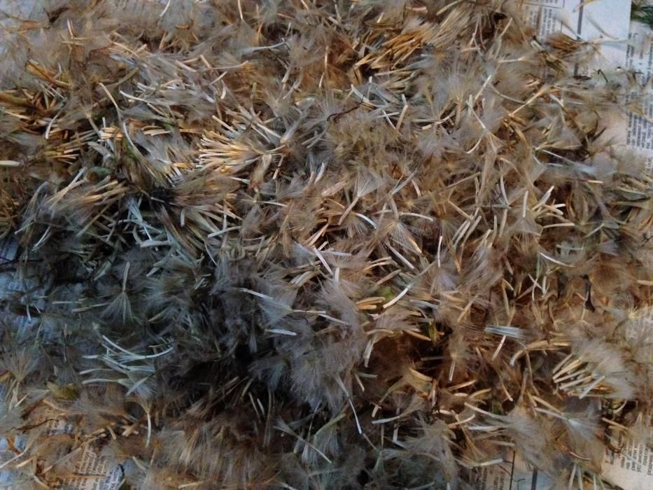 Семена скорцонера, черная морковь