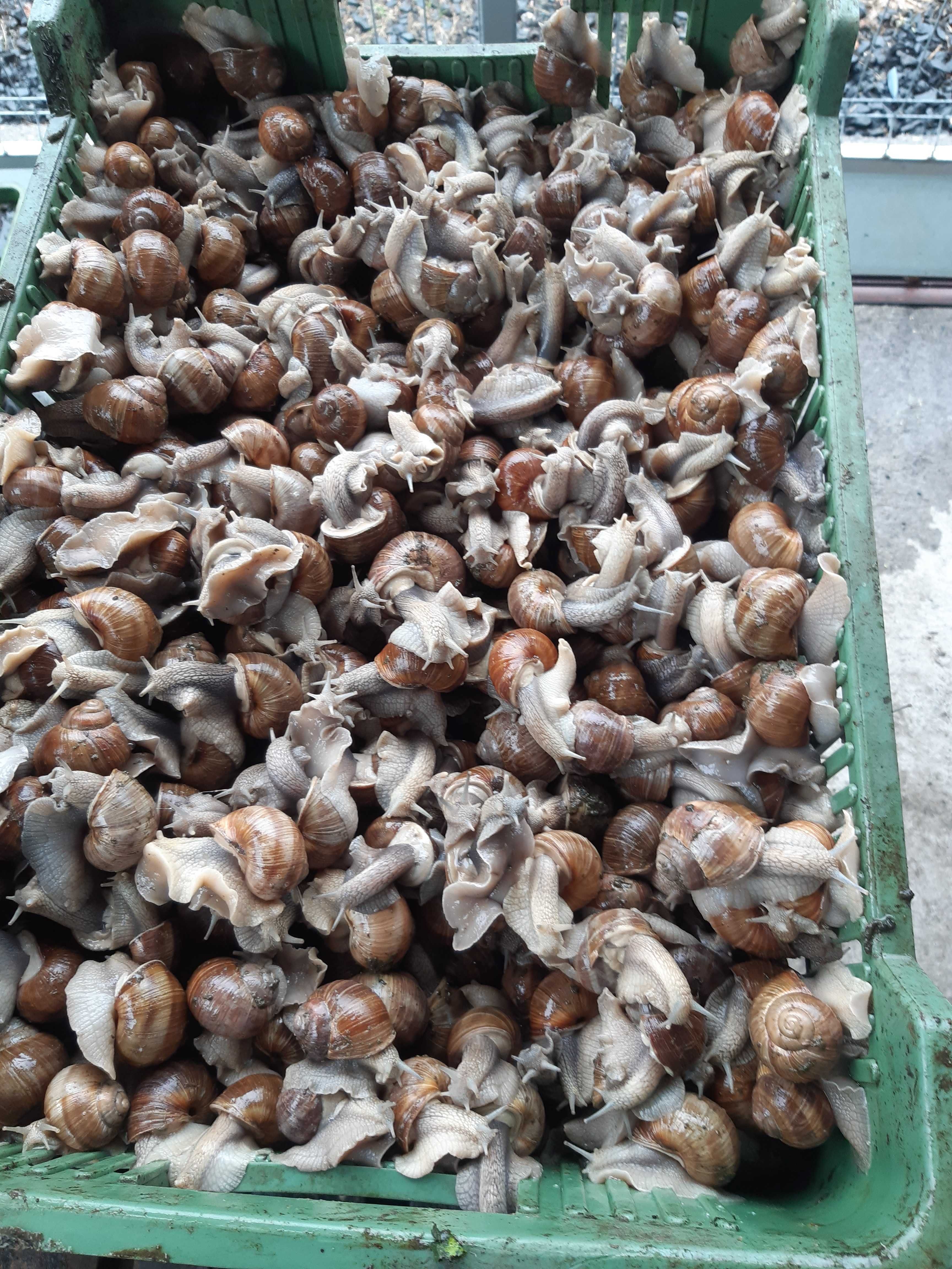 Skup ślimaków winniczków