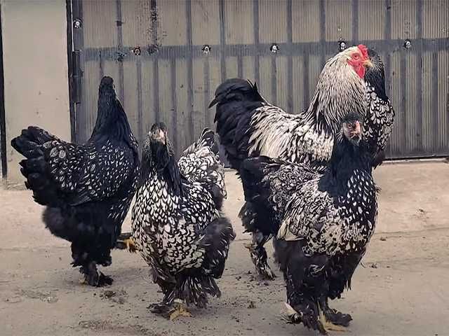 Курчата та інкубаційне яйце  Брами золото, срібло, темна.