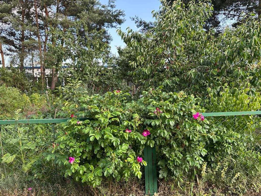 Działka ROD Julianów - prawo do użytkowania
