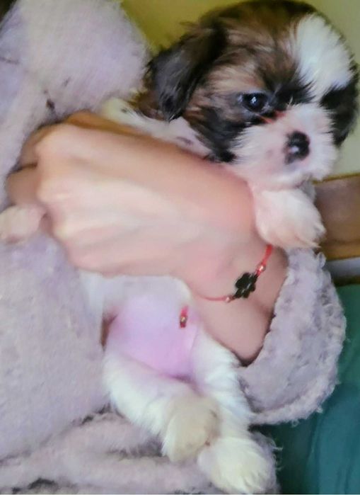 Shih tzu suczka wnuczka zwycięzcy świata FCI