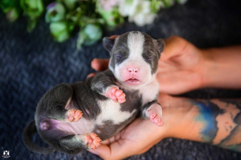 Сука стафф стаффорд аст амстафф