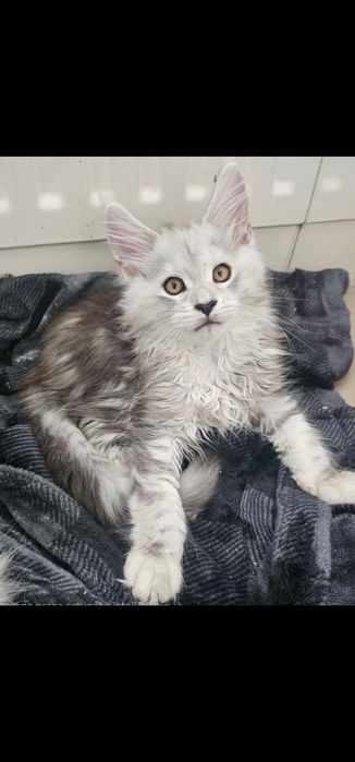 Śliczny duży kocurek Dexter  Maine Coon ns z linii shaded as 22