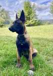 Owczarek belgijski Malinois - Szczeniaki FCI