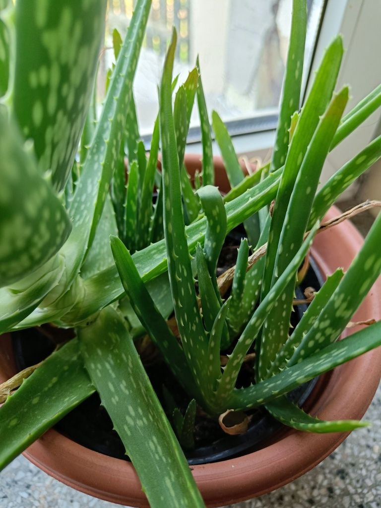 Sadzonki aloesu aloe vera