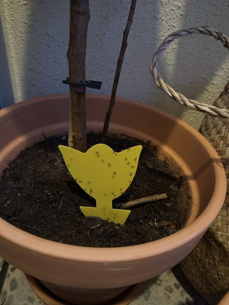 Armadilhas para mosquitos de plantas de interior