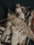 Котята сиамские продам