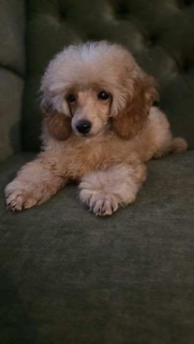 Pudel pudelki miniaturowe -chłopiec