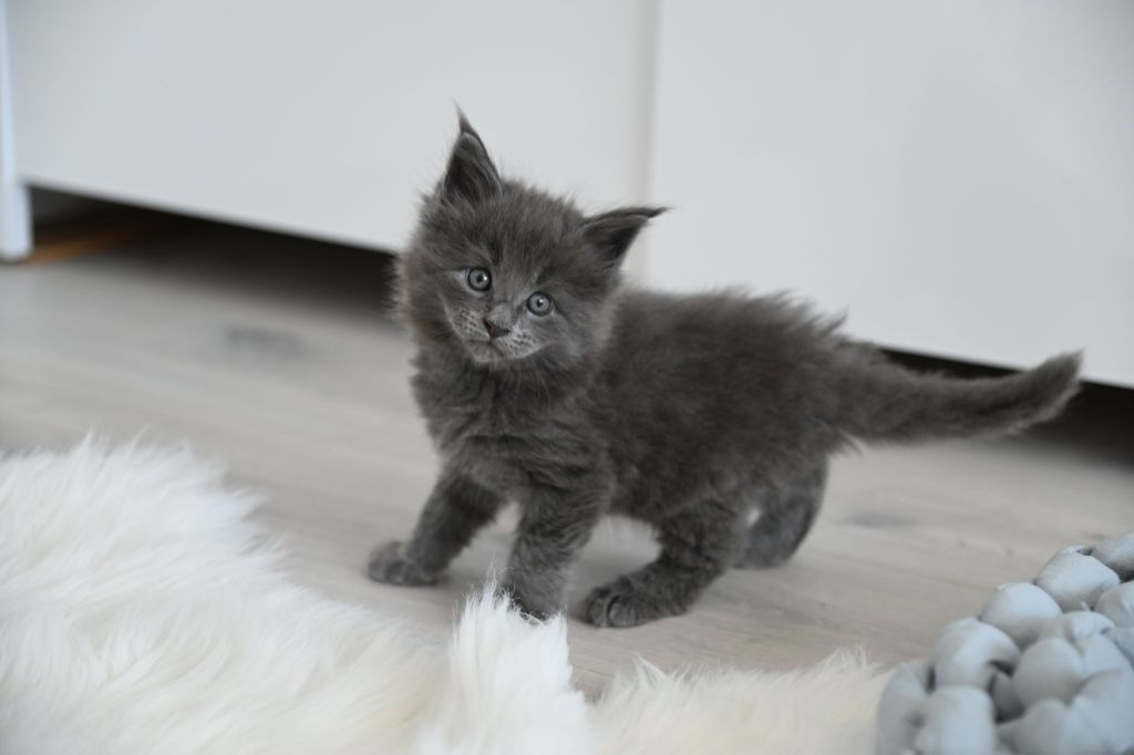 Holly niebieska koteczka Maine Coon