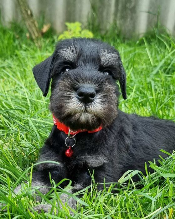 Цуценята цвергшнауцера