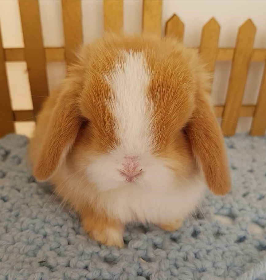 KIT Coelhos anões orelhudos, mini lop super inteligentes e dóceis