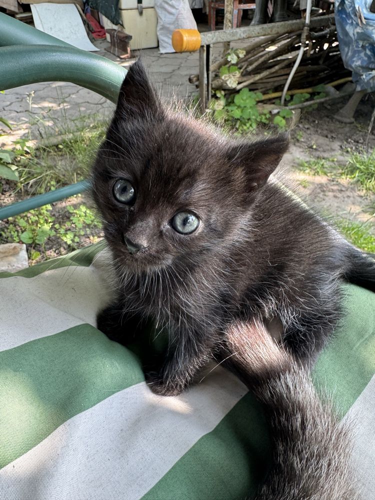 Котёнок чёрный 1 месяц