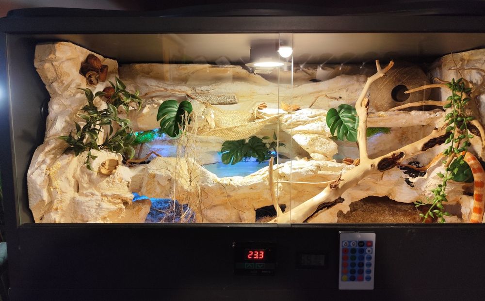 Gotowe terrarium dla węża w pełni wyposażone