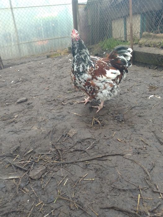 Продам сім'ю курей орпінгтон