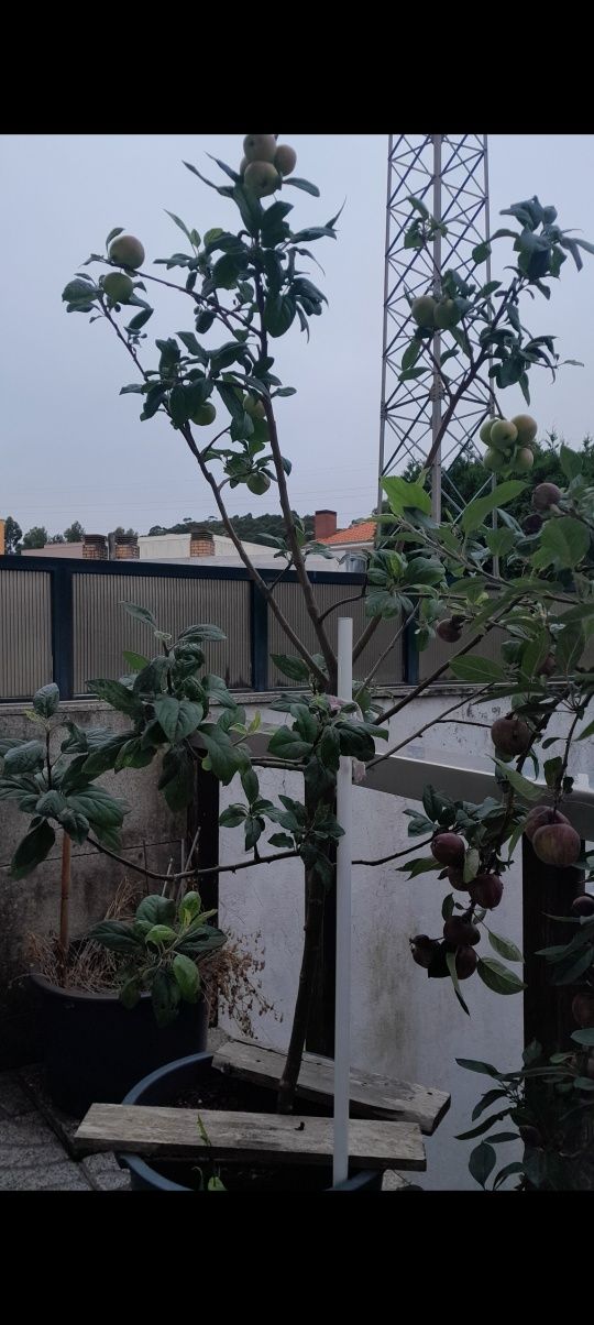 Vendo arvores macieiras