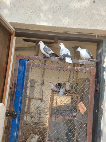 Продам голубей: Узбекские, северокавказские