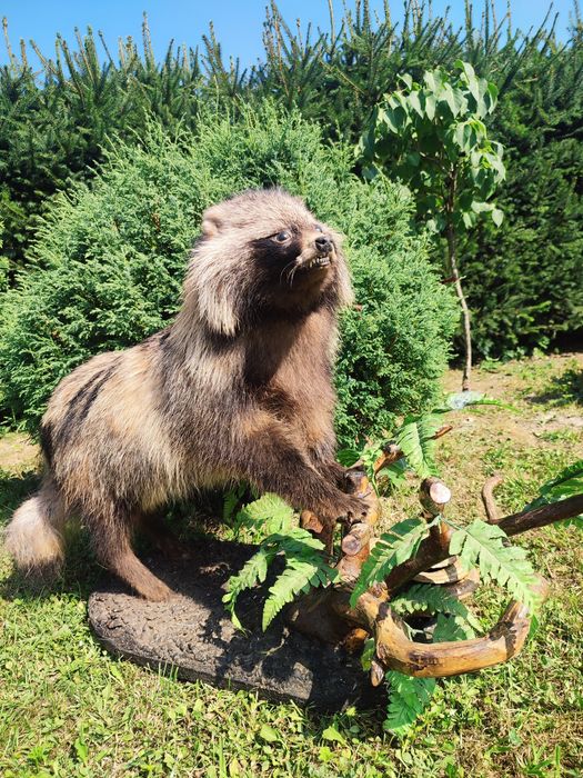 Чучело єнотного пса