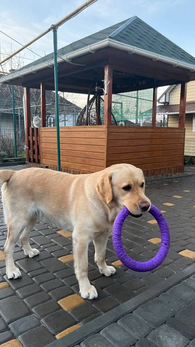 Цуценята лабрадора