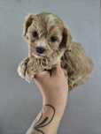 Maltipoo ostatni  chłopiec do rezerwacji !