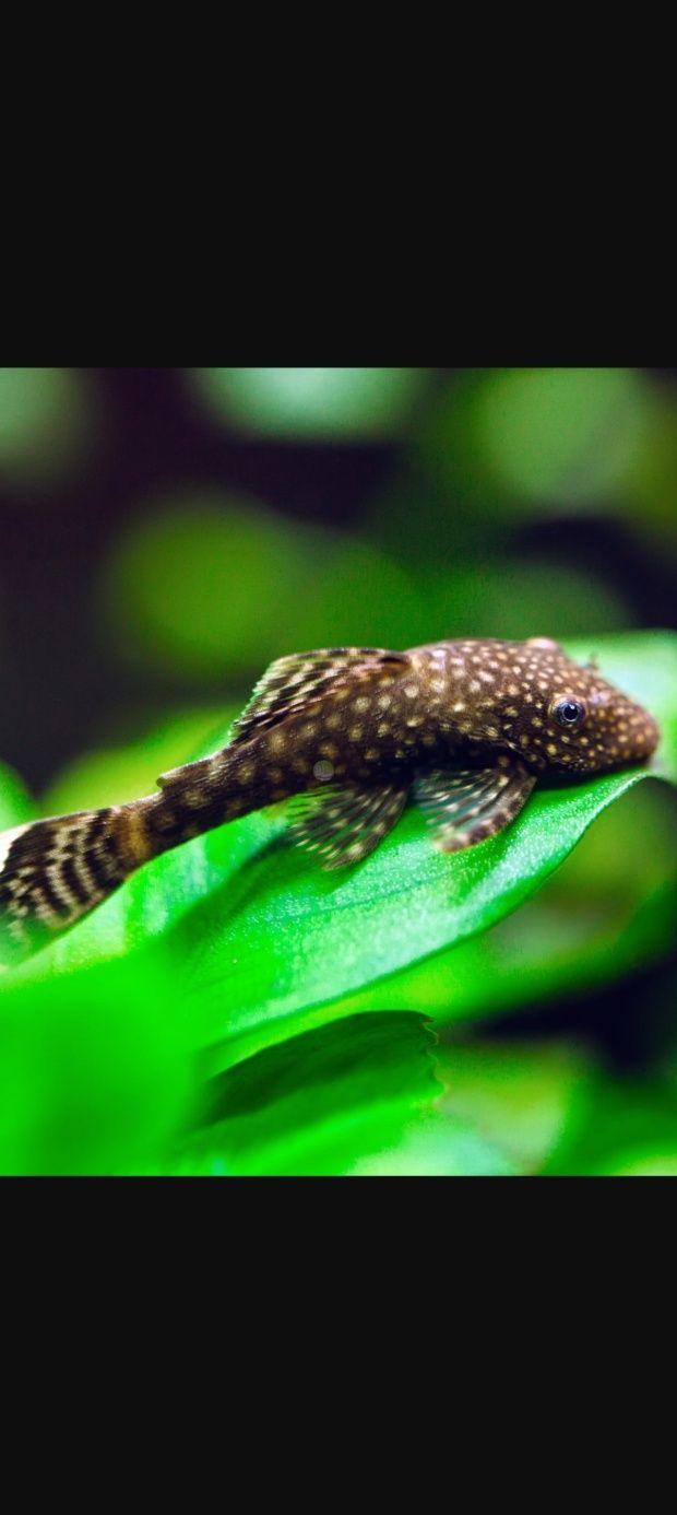 Zbrojnik Niebieski Glonojad 2,5-4cm Rybki Akwariowe
