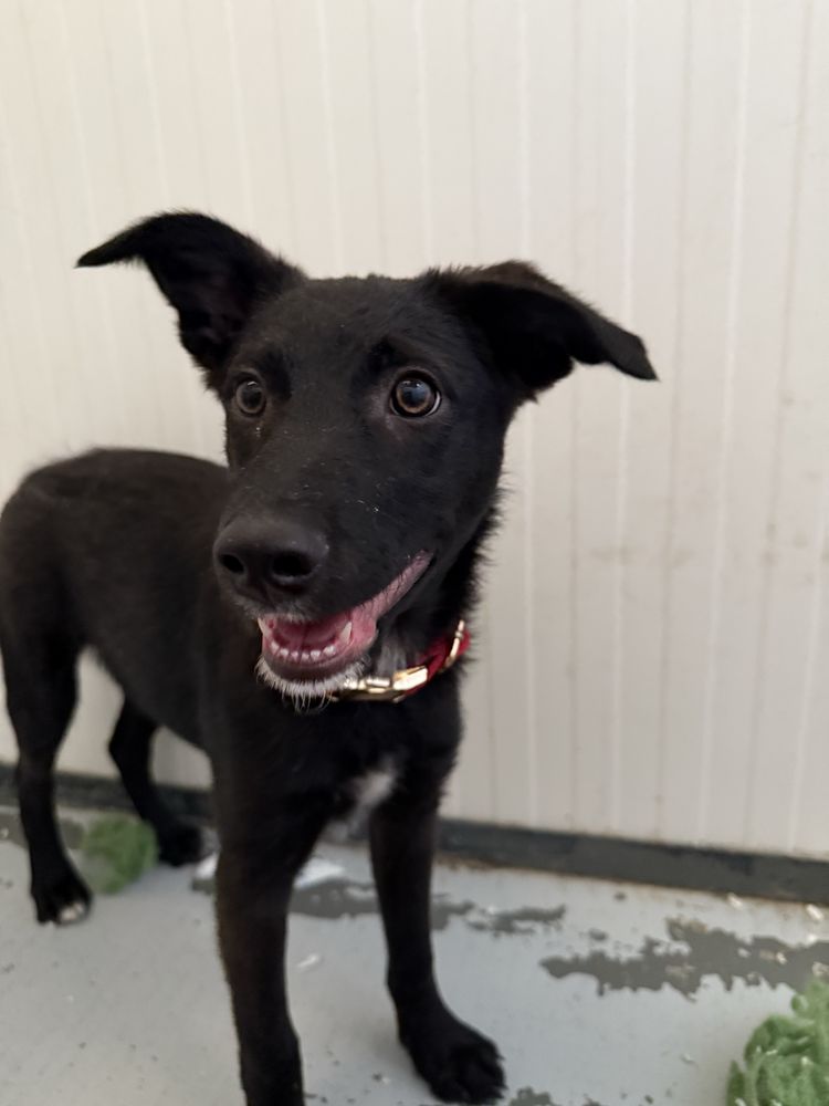 Cachorro 3 meses para adoção