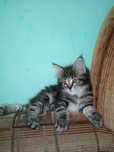 Котенята Мейн-кун