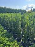 Cis Hillii Taxus Hillii 140 cm