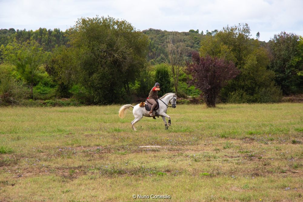 Vendo ou troco Égua  montada