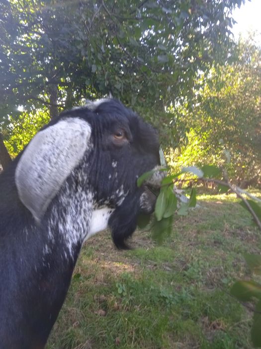 Парковка 100% Англо-Нубійський козлом.