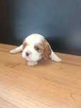 Cavalier King Charles spaniel piesek