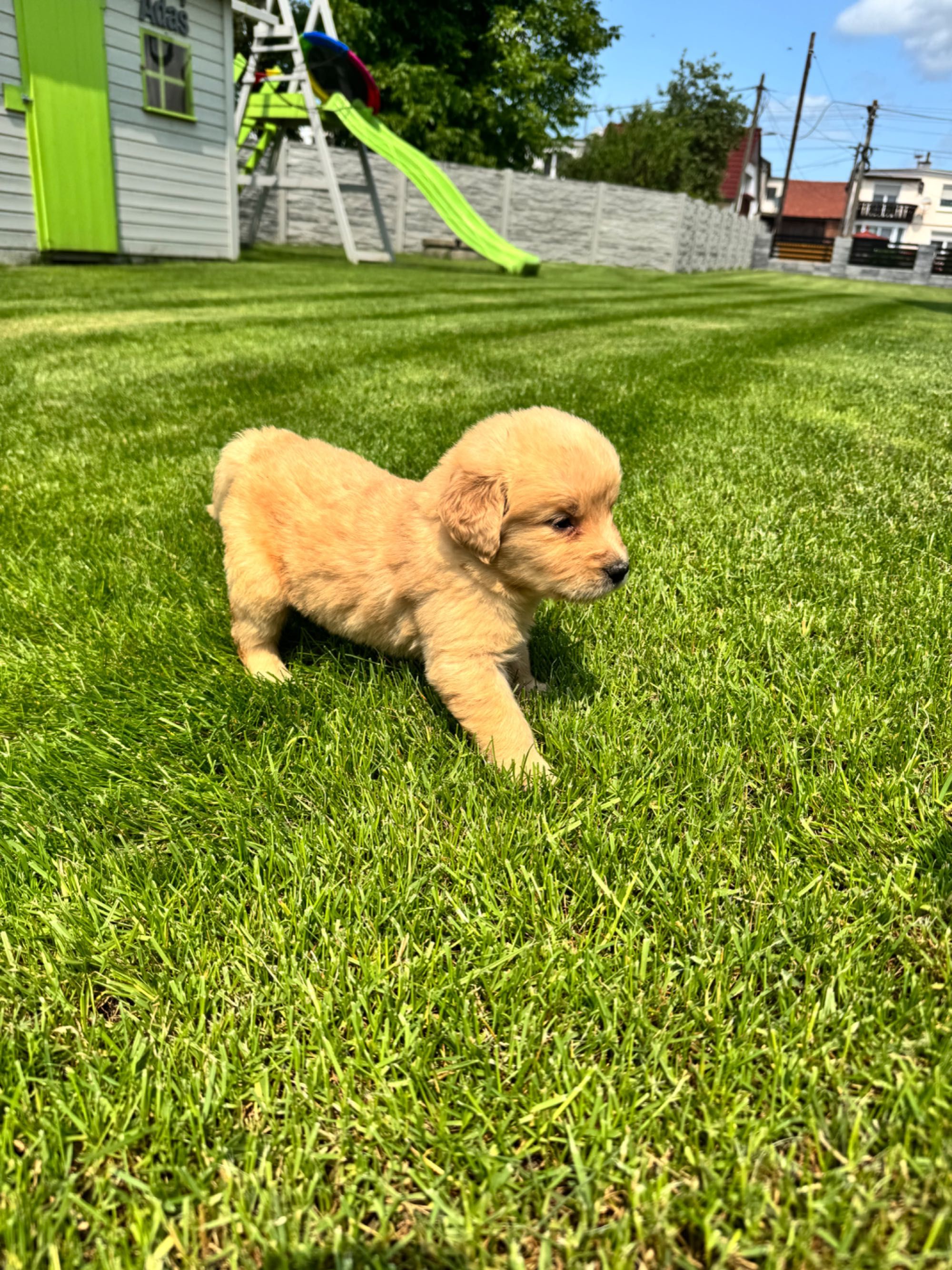 Golden retriever