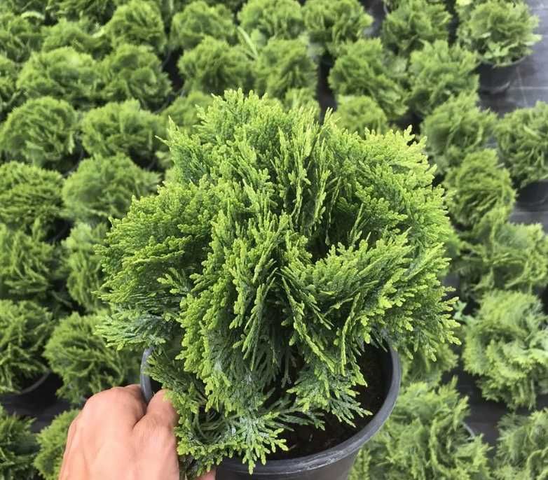 Туя шаровидна даника