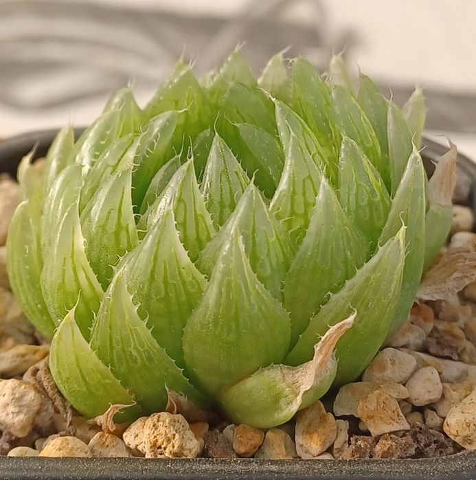 Suculenta Haworthia emerald led
