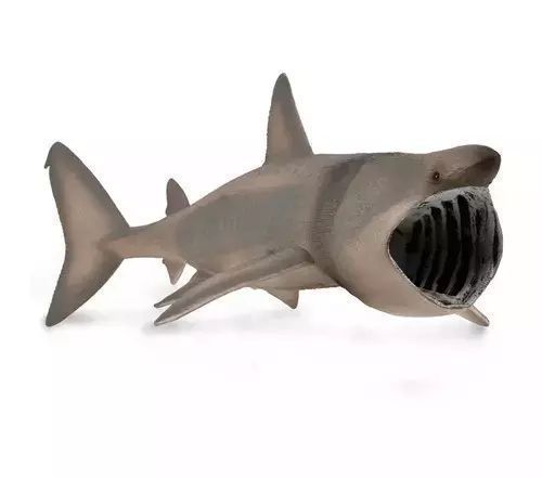 Długoszpar XL. Collecta