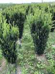 Cis Hicksii, Hillii