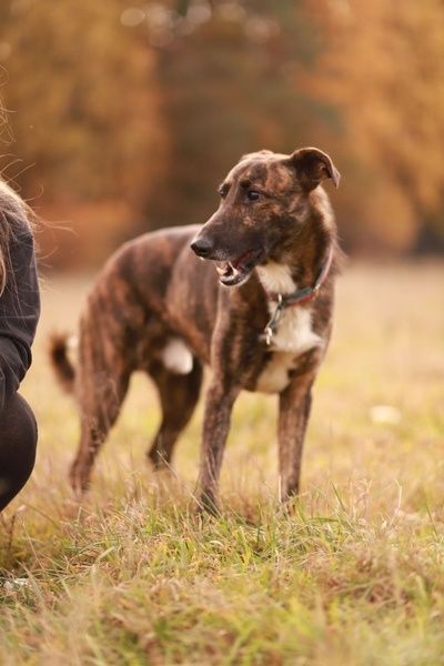Może i nie widzi, ale kocha mocno, daj mu szansę na dom