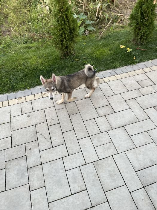 Західносибірська лайка