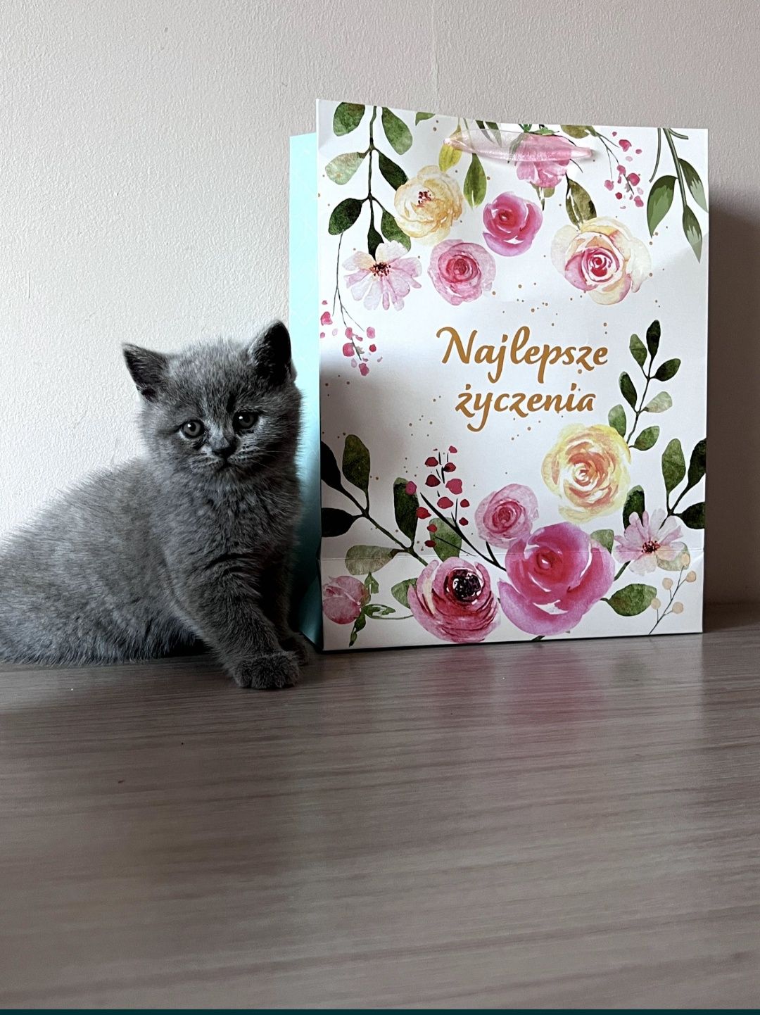 Kotka Brytyjska gotowa do odbioru