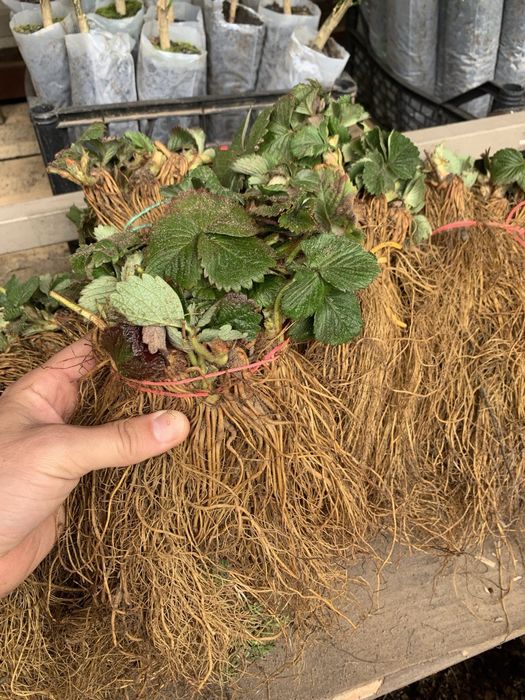 Саджанці копаної ремонтантної, літньої полуниці + Подарунок