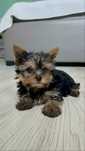 York, Yorkshire Terrier miniaturka