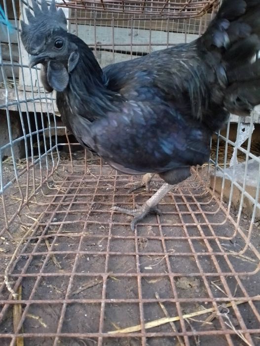 Sprzedam kury ozdobne