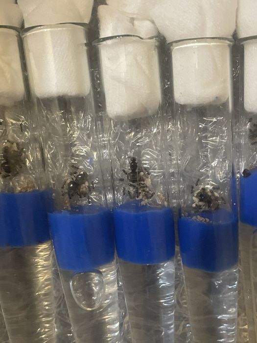 Продам lasius niger лазиус нигер муравей